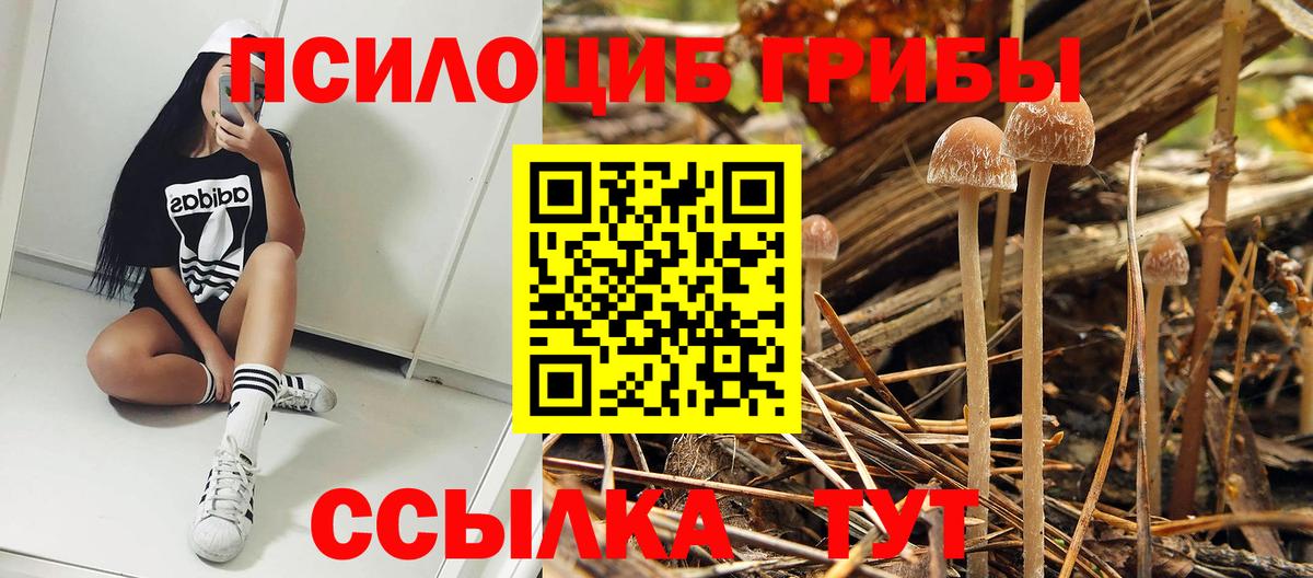 Галлюциногенные грибы Psilocybine cubensis  Вход с VPN  Арсеньев  Псилоцибиновые грибы GOLDEN TEACHER 